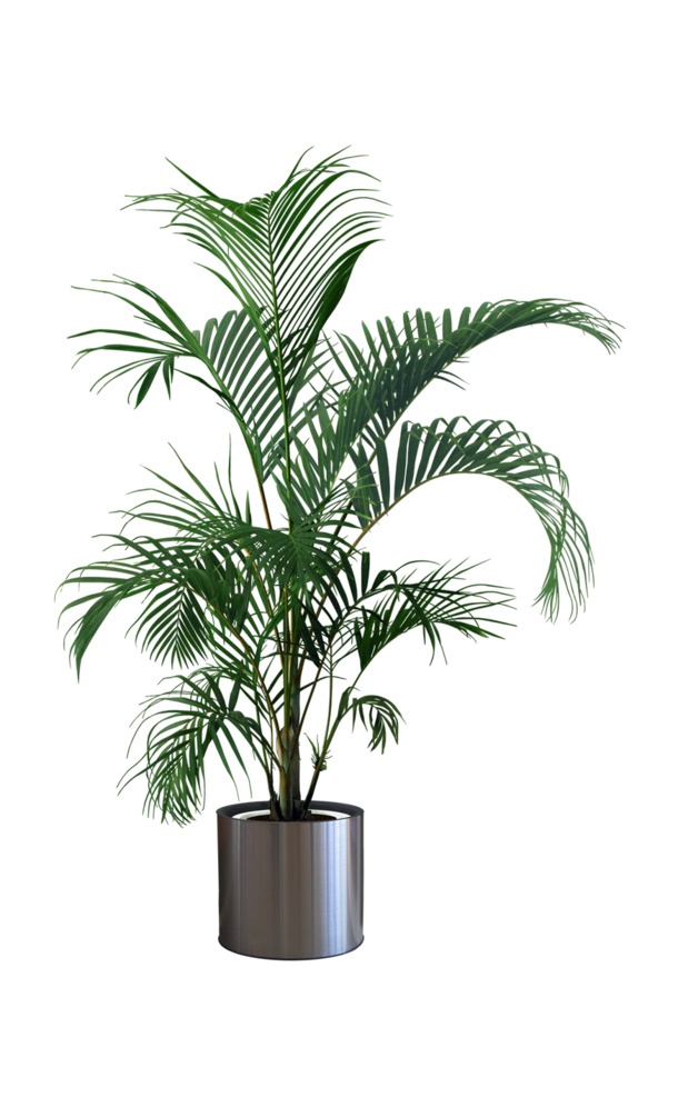植物AI设计素材，高清PNG透明图片，绿叶自然盆栽元素，一键下载