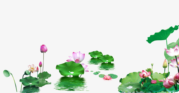 荷叶荷花PNG免扣素材，高清透明动植物元素，设计素材一键下载