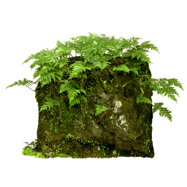 绿色青苔石块元素，高清PNG透明动植物设计素材，免费下载