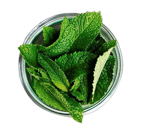 薄荷PNG透明图片，高清动植物元素设计素材，免费下载！
