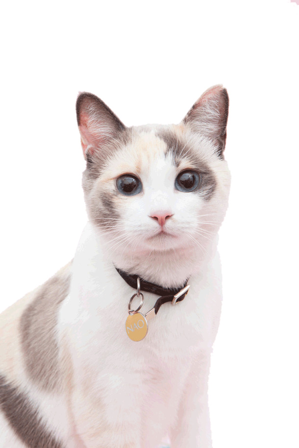 带铃铛猫咪PNG透明图，高清动植物元素，动物设计素材下载