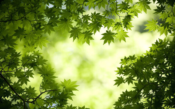 绿色植物高清PNG背景素材，阳光清新摄影风景，透明图片设计元素免费下载