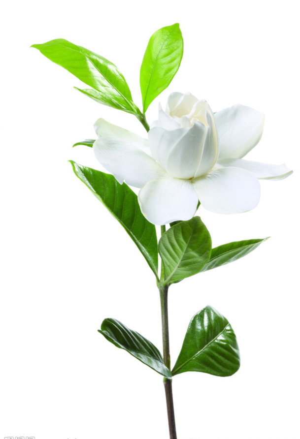 高清PNG白色茶花素材，透明图片装饰元素，植物设计资源免费下载