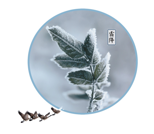 霜降节气简约叶子PNG素材，高清透明背景，摄影风景PSD设计资源免费下载