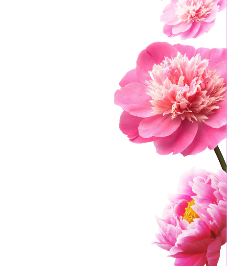 粉红色花朵PNG素材，高清透明图片，漂浮花瓣设计元素，免费下载