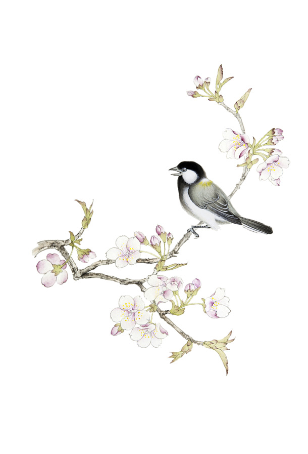 鸟语花香PNG透明图，高清装饰元素与笔触设计素材，免费下载