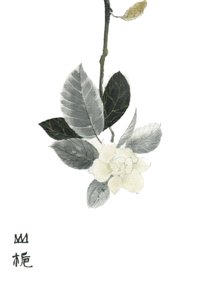 手绘中医中药PNG素材，高清透明图片，植物装饰元素，设计资源下载