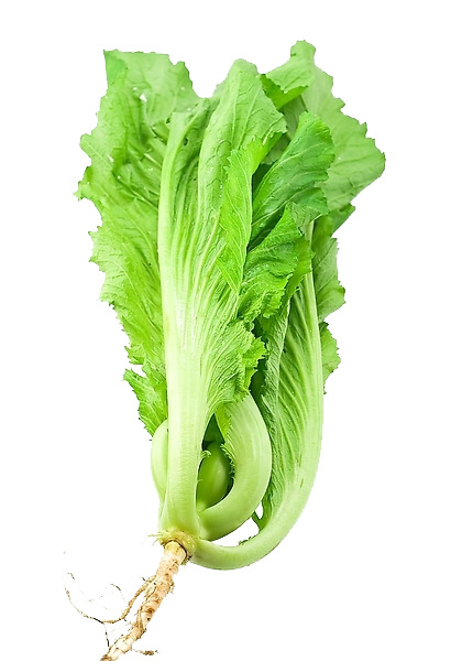 芥菜PNG透明图，高清动植物元素设计素材下载