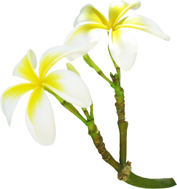 白色石斛花PNG透明图，高清动植物元素，PSD设计素材下载