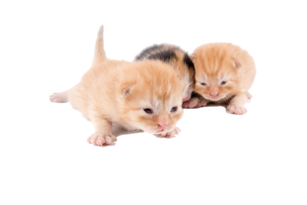 猫咪幼崽PNG透明图，高清动植物元素动物设计素材，一键下载！