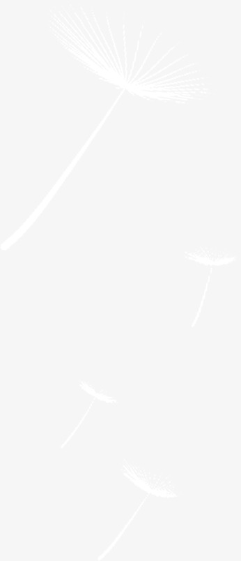 高清白色蒲公英PNG透明背景素材，优雅底纹设计，一键下载