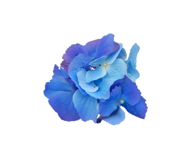 蓝色花卉PNG透明图，高清漂浮花瓣设计素材，免费下载