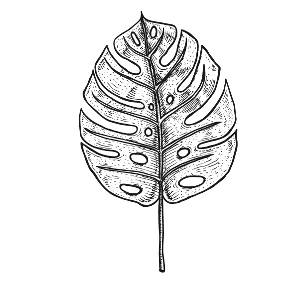 手绘龟背竹叶子PNG素材，高清透明图片，装饰花纹设计元素免费下载