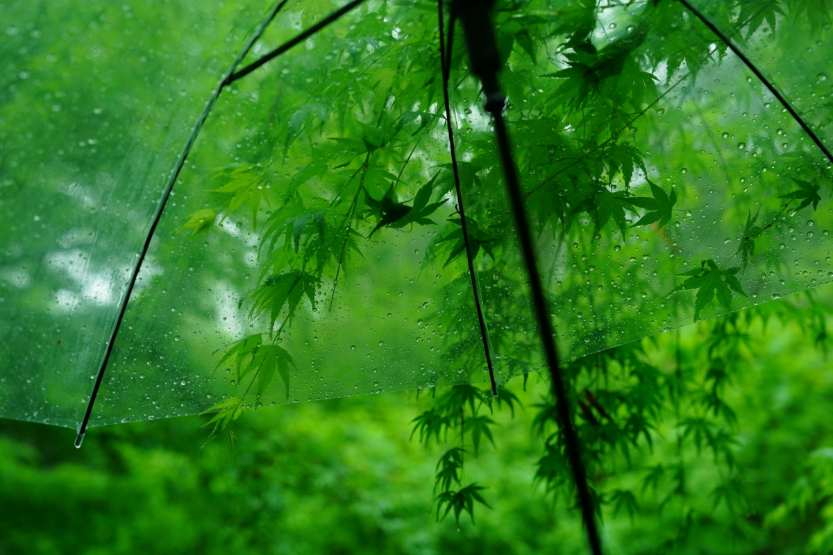 森林绿意盎然，树叶轻遮翠绿伞，水珠闪耀护眼之选，尽享4K高清风景壁纸，超清3936x2624分辨率，一键下载！