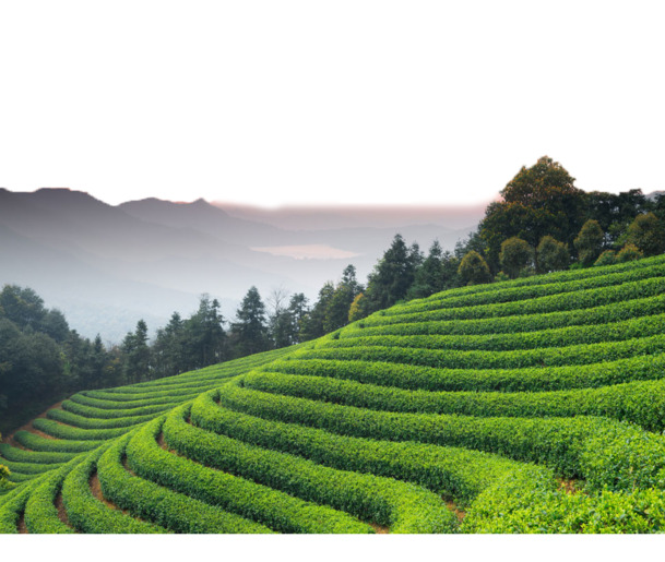 茶园美景PNG透明免扣素材，高清下载，创意元素设计宝库