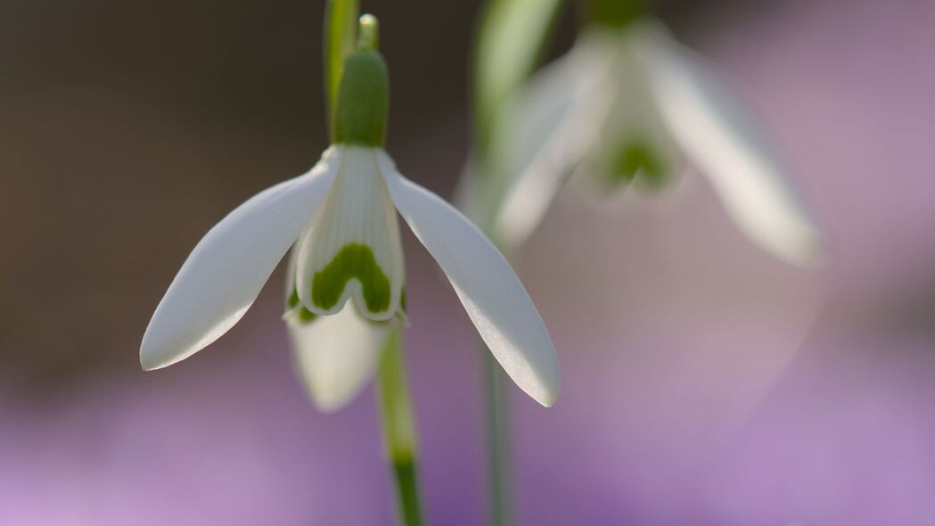 雪花莲春日绽放，模糊花瓣美景，4K高清壁纸3840x2160下载