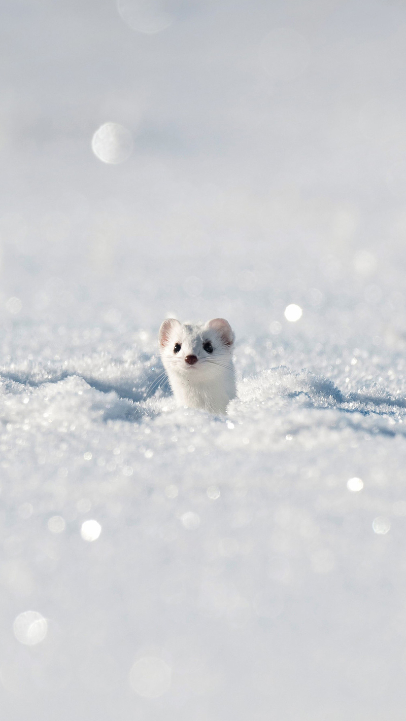 手机端H5高清背景图，白色雪景狐狸JPG，另类设计素材下载