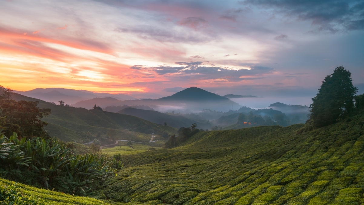 4K高清壁纸，绝美高地茶园风景，3840x2160分辨率畅享自然之美