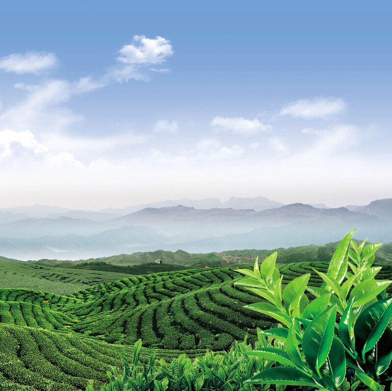 茶叶海报设计素材，茶山背景高清JPG图片，创意另类风格