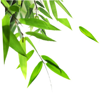 高清PNG竹叶植物图片，绿色透明动植物元素，设计素材免费下载