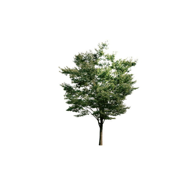 乔木实物俯瞰高清PNG，透明动植物图案，植物设计素材免费下载