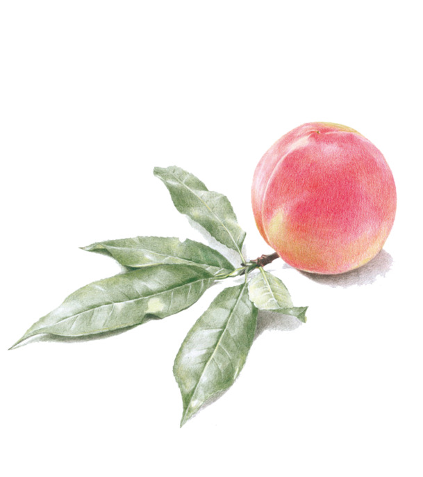 桃子PNG透明图，高清植物装饰元素，设计素材免费下载
