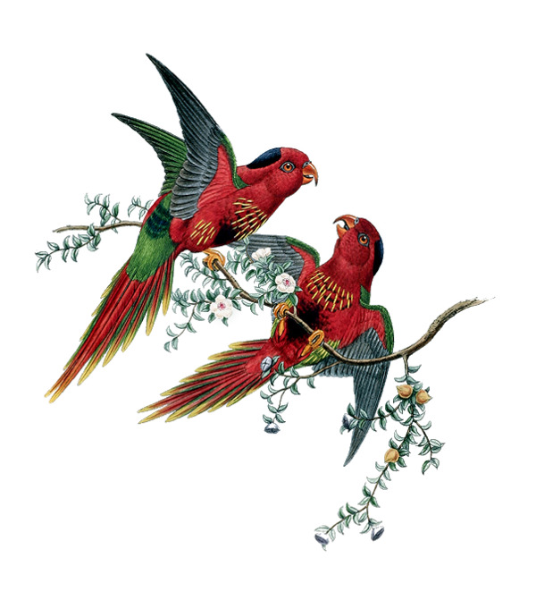 情人节节日元素，精选动物高清PNG透明图片，设计素材免费下载