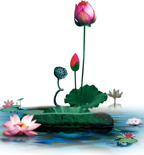 唯美中国风莲花荷叶PNG透明图片，高清下载，动植物元素设计素材