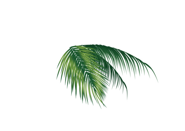椰子树叶高清PNG透明图，动植物元素植物素材下载