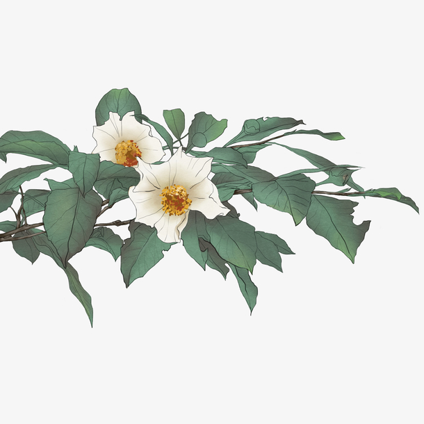 清新小花卡通插画，5张高清PNG透明免扣图片，设计素材任你下载
