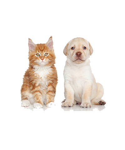 狗狗猫咪PNG透明图，动植物元素设计素材，高清下载