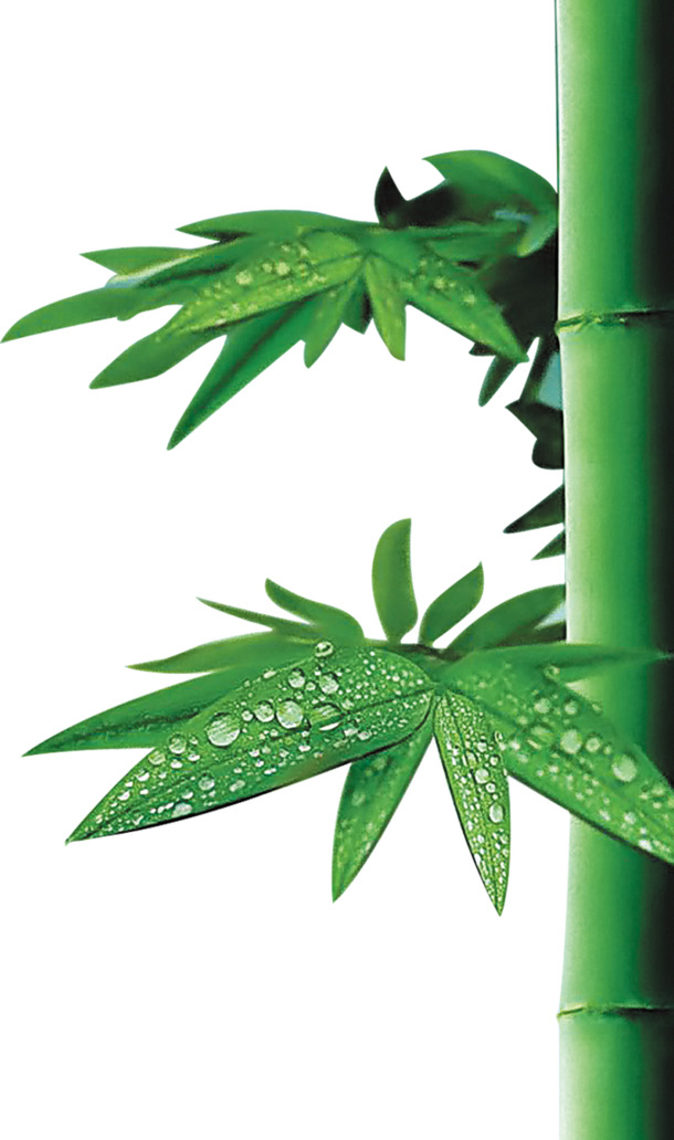 端午节高清PNG素材，绿色清新竹叶竹子，透明背景设计元素下载