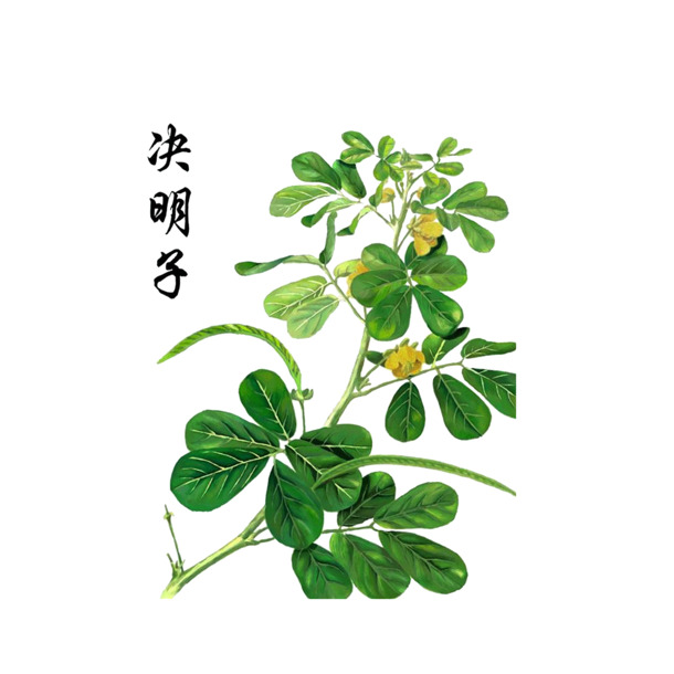 决明子彩绘图，高清PNG透明免抠元素，字体设计素材下载
