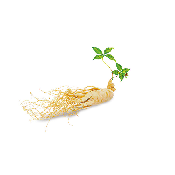 人参保健品矢量图，高清PNG透明植物图片，设计素材下载