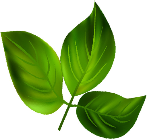 手绘绿色植物海报PNG透明图，高清节日元素，情人节设计素材下载