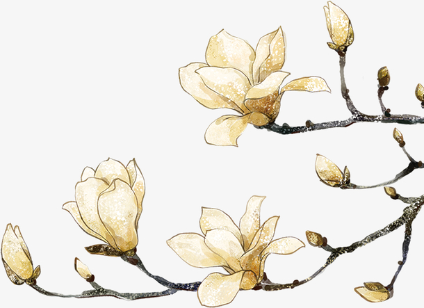 手绘白玉兰矢量插画，精美中国风PNG透明图片素材，高清下载