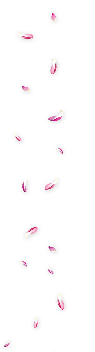 粉红花瓣飘落特效PNG，高清透明图片，漂浮元素设计素材下载