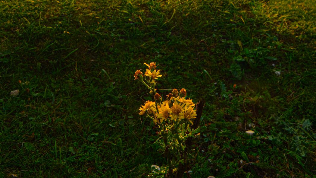 绝美日出，花树草山映朝阳，4K超清壁纸免费下载（3840x2160）