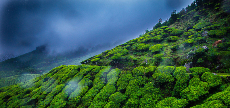 精选高清JPG，高山茶田背景图，独特设计素材，一键下载