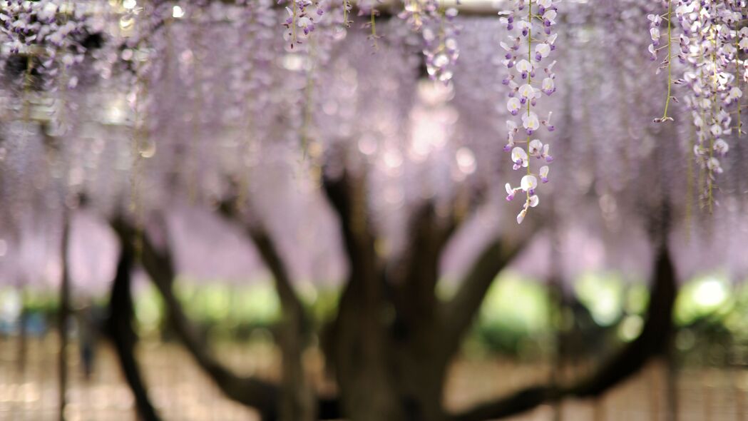 绝美花朵与模糊树影交织的4K高清壁纸 - 3840x2160超高清背景图片下载