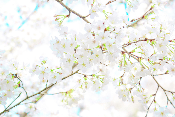 清新洁白花朵，生机盎然，高清PNG透明背景，图片设计素材免费下载