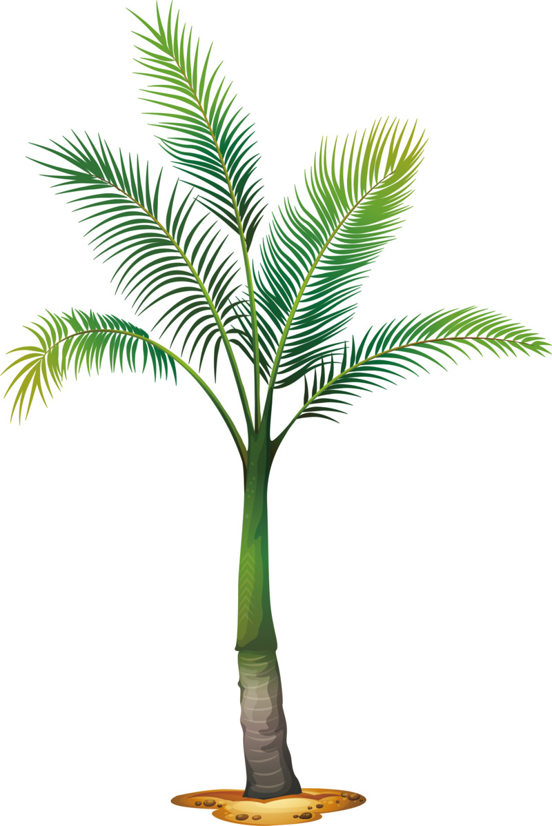 高清PNG透明侏罗纪椰子树图片，精美植物装饰元素与设计素材，免费下载