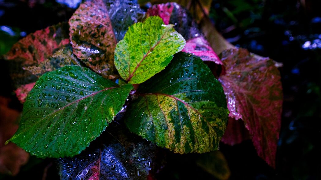 绚丽植物叶片，湿润彩绘，宏观视角下的4K超高清壁纸，3840x2160分辨率，一键下载高清背景图片