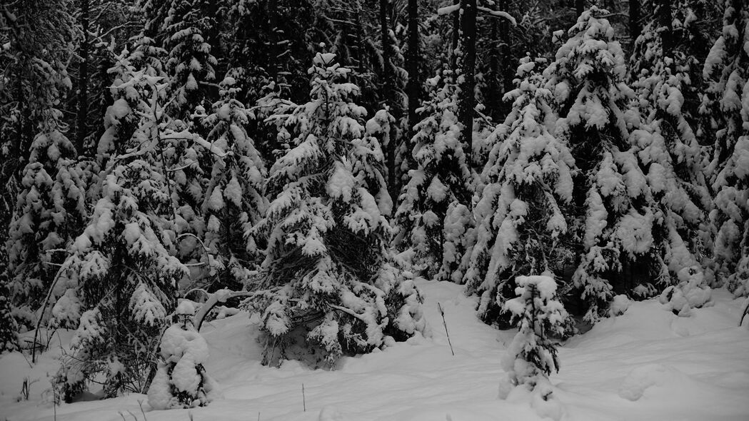 4K超高清壁纸，冬日森林雪景，黑白艺术呈现，3840x2160高清下载