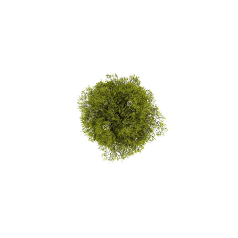 高清PNG透明图片素材，树俯视图动植物元素，精美植物图片设计资源下载
