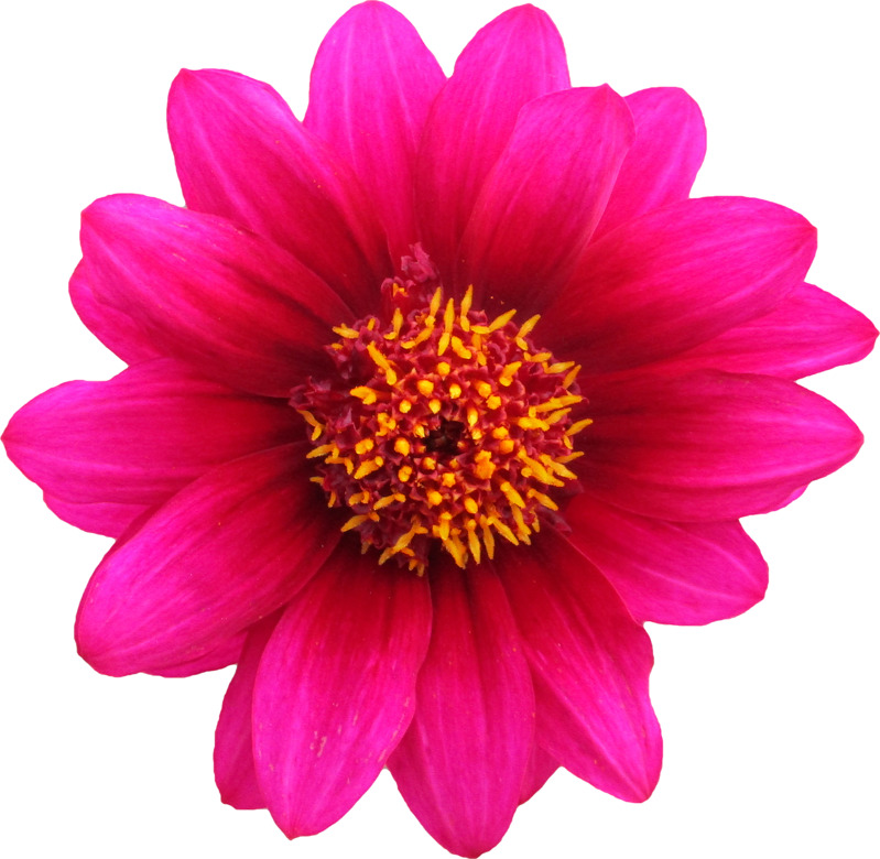 高清PNG透明花瓣素材，漂浮元素设计下载，免费获取透明PNG图片