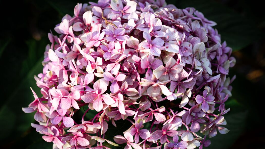 绝美绣球花4K高清壁纸，绚烂花朵、精致花序、细腻花瓣，3840x2160分辨率，下载尽享超高清背景图片