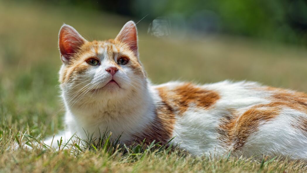 高清4K宠物猫与自然草景壁纸下载，3840x2160分辨率动物美图
