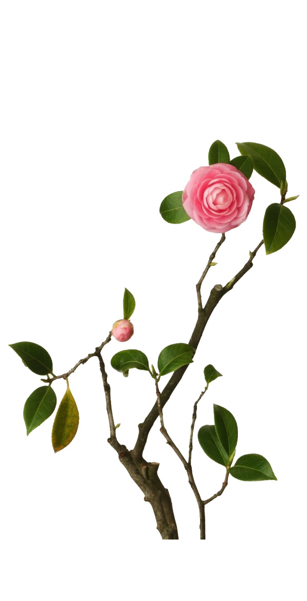 高清PNG透明素材，漂浮花瓣与绿叶花枝，花苞点缀，创意图片设计元素下载