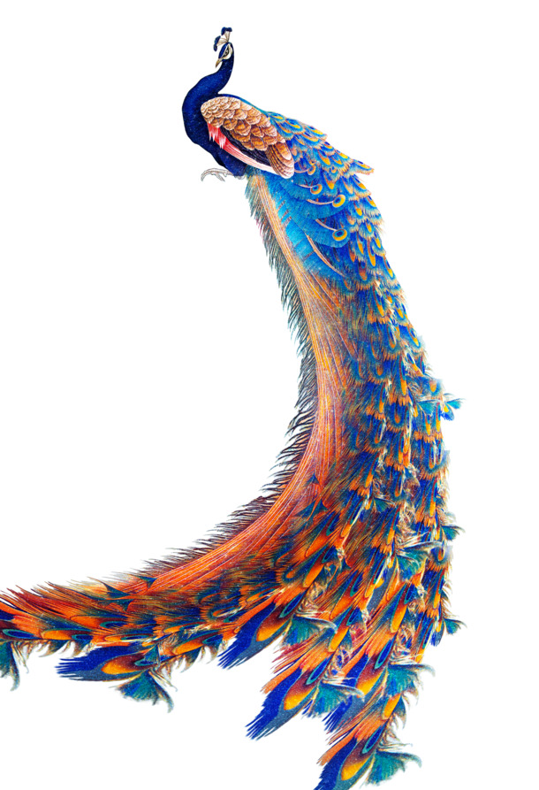 精美蓝孔雀手绘PNG透明图，可爱装饰元素，高清动物设计素材下载